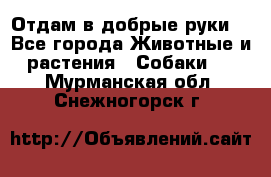 Отдам в добрые руки  - Все города Животные и растения » Собаки   . Мурманская обл.,Снежногорск г.